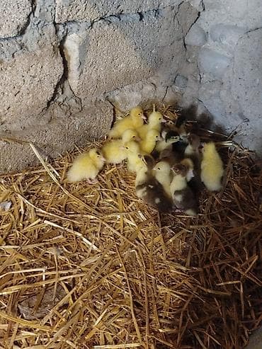 haski it adlari: 17 bala 5 m biri — 2