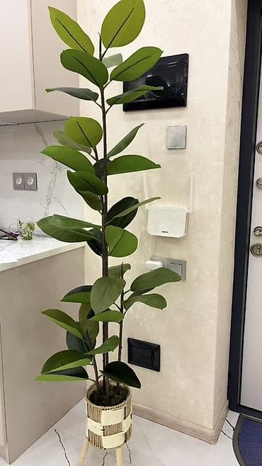süni yarpaq: Dekorativ böyük ev bitkisi – kauçuk ağacı (Ficus elastica) görünüşlü — 1