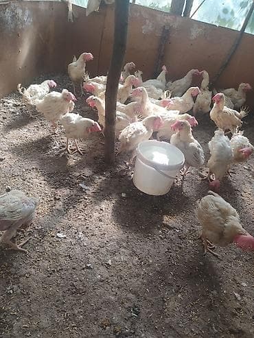 balığ satışı: Salam əyri pipiy cücələr satılır çəki 1 kq 1300 kq arası çatdırılma — 1