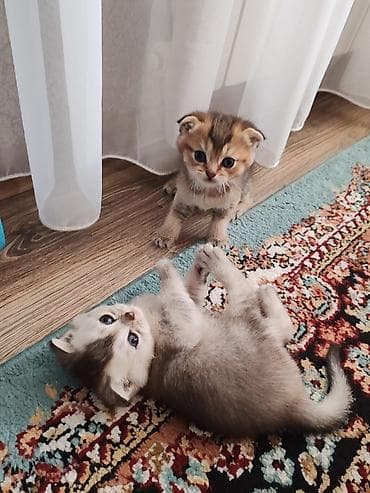 Şotland yastı qulaq