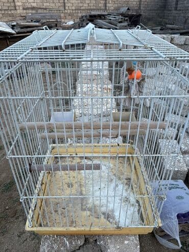 Quş qəfəsi - Material: metal barmaqlıqlar, plastik altlıq - Rəng: ağ