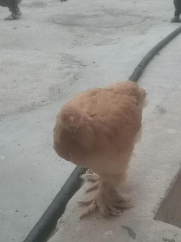 brama cücə: Toyuq, Brama, Damazlıq — 2
