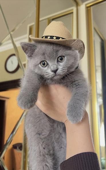 itlerde gene: Britan, Erkək, Yaxşı əllərə, Ödənişli çatdırılma — 1