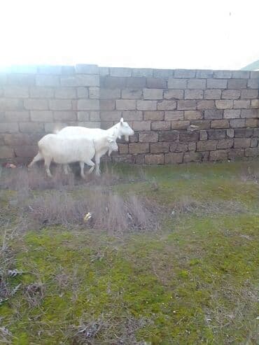 ZİL: Cütü 630 manata keçiler satılır istəyən olsa yazsın video sun atım — 4