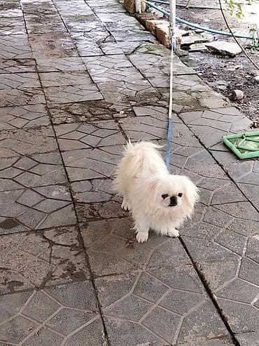 İtlər: Pekines, 7 ay, Erkek, Sənədli, Ünvandan götürmə, Ödənişli çatdırılma — 1