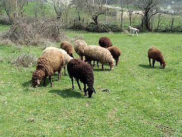 cucə və xoruz təmsil: Qoyun sürüsü – ət və yun istiqaməti - Növ: yerli qoyunlar (ağ — 1