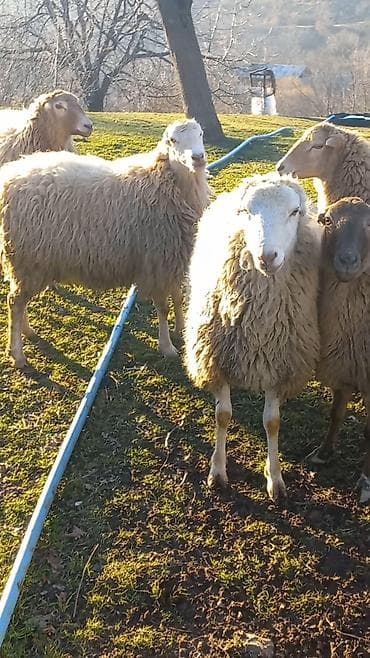 Зоотовары: Самец, лет: 2, 55 кг, Для разведения, Для мяса, Самовывоз — 3