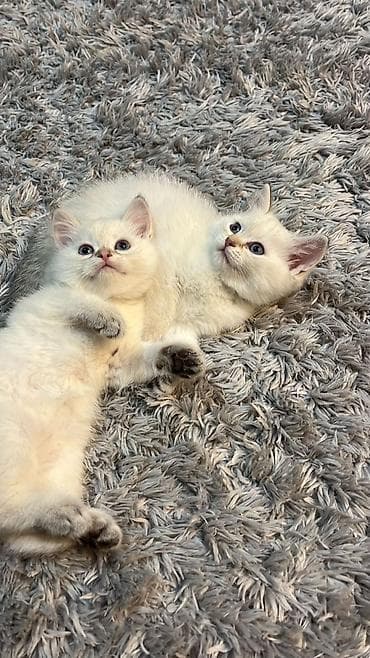 tap az pisik: Britan — 4