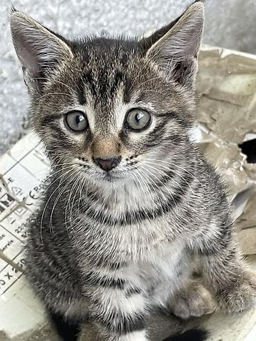 Yaxşı əllərə, Pulsuz çatdırılma