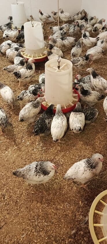 hələb keçisi haqqında məlumat: Toyuq, Broyler, Ətlik — 6