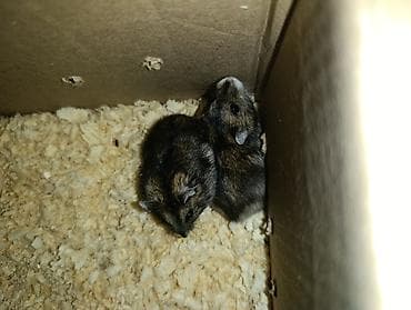 kend cucesi: Cırtdan hamster (cücə ölçülü, qısa quyruqlu) – ailəvi ev heyvanı - — 3