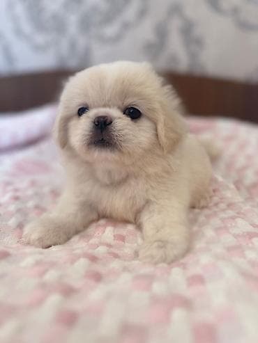 Pekines, 1 ay, Erkek
