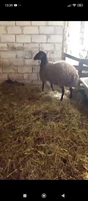 dovşan haqqında məlumat: 1 ci qarin dogacaq( Şəkdir) 2 ay yarimliq bogazdir. Heyvana basimla — 5