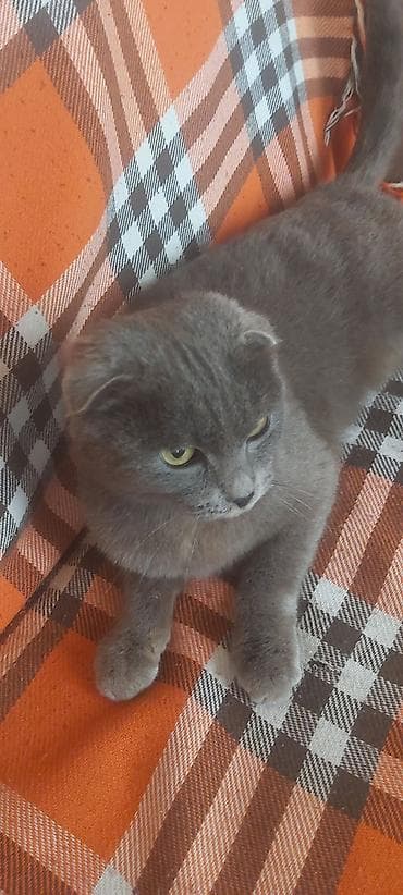 Quşlar: Şotland — 2