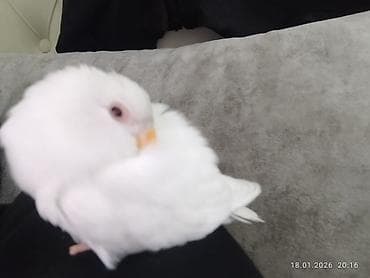 Птицы: Elle beslenib yeme dusub ful el qusudur qeti dislemeyi yoxdur insana — 5