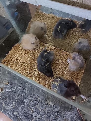 PAY VERİLİR Hamster balaları – uzun tüklü və qısa tüklü müxtəlif lalafo.az -da PAY VERİLİR Hamster balaları – uzun tüklü və qısa tüklü müxtəlif