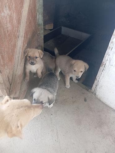 sudluk inek satisi: Məhsul: Balaca it balaları Təsvir:salam 2 ayligdilar cinqrodu — 2