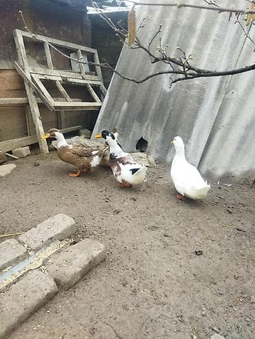 Gəmiricilər: Qırmızı xoruz 3 yaş yarım. damazlıq. bu biri balaca qırmızı iyun — 10