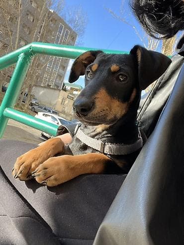 Doberman, 3 ay, Dişi