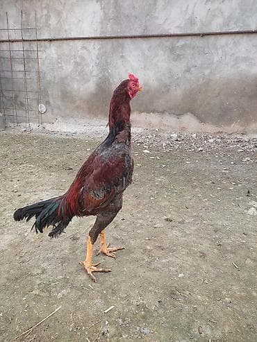 С/х животные и товары: Məhsul: Uzunboy (Malay/Asil tipli) döyüş tipli xoruzlar Təsvir: - — 2