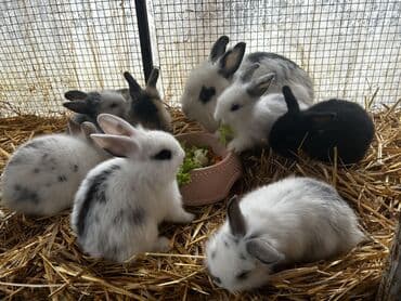 Коровы, быки: Dekorativ dovşan balaları Müxtəlif rəng və naxışlarda dekorativ — 1