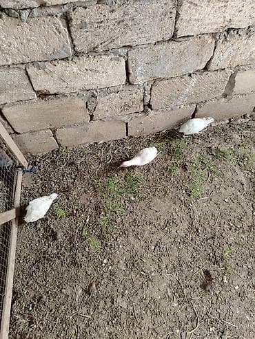 patchi шоколад цена: 1cüt 2illik Qafqaz və1 cüt bala qafqaz qırqovul. 7 ag bildirçin — 10