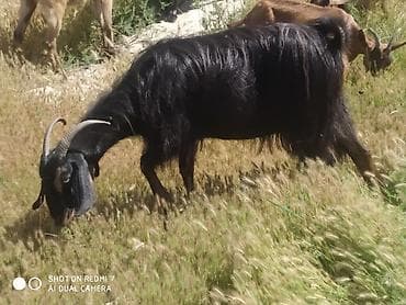 itlerin qiymeti ucuz: Təcili Hələb keçisi satılır dişi qiymət 350 AZN ciddi alıcılara — 3