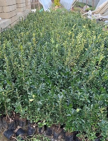 Həmişəyaşıl kollar – dekorativ şitillər - Nərgizvari parlaq