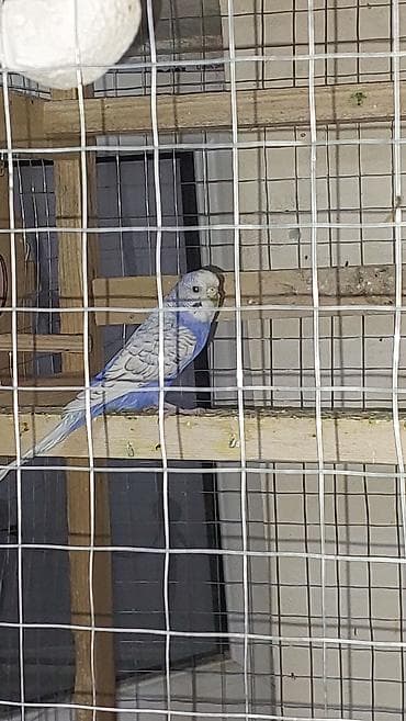 korella satışı: Altı balalı yumurtalı hazır cüt olan quşlardı hamısı satılır bir — 6