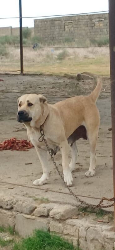 nemeski afcarka qiymeti: Qurdbasar, 3 il, Dişi, Peyvəndli, Ödənişli çatdırılma — 2