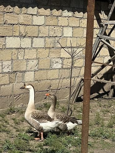 sarı quş: Satılır: qazlar
3 yerli qaz satılır 1 erkek, 2 kişi — 2