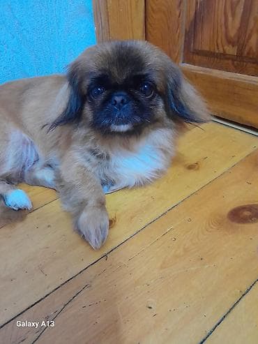 it satisi 2021: Pekines — 1