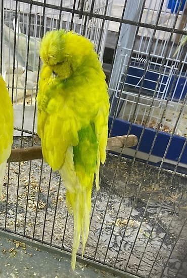 qaşqaldağ quşu: Tutuquşu Jumbo erkək. Barter olar 5 ədəd boz korella ilə.Və ya 4 sarı — 2