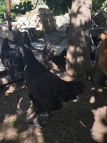 🐓 Satılır – 2 Aylıq Təmiz Qan Avstrolop Cücələri 95 ədəd sağlam və — 10