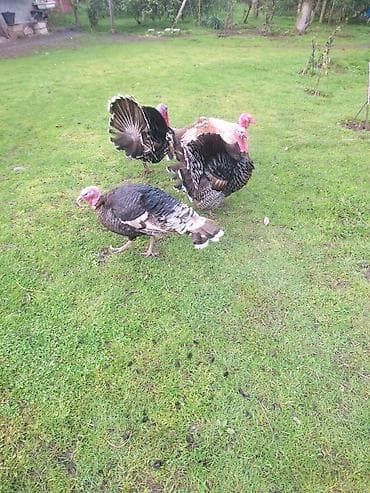 ev itləri ucuz: Erkək, Damazlıq — 3