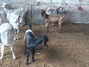Рогатый скот: Satılır – Nubian tipli erkək keçi (tövlə şəraitində böyüdülmüş) — 2