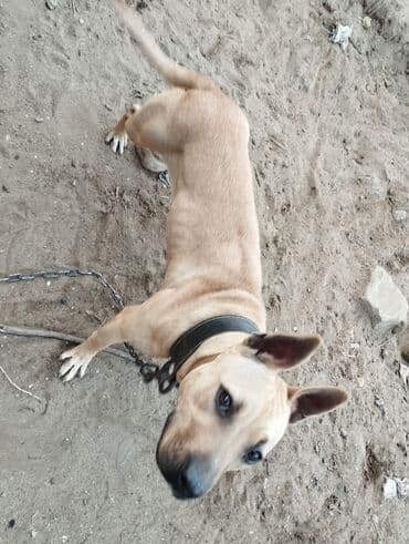 kreditle it satisi: Pitbul, Dişi, Sənədli — 1