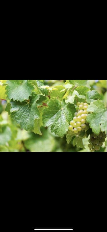 iş elanları gündəlik maaş: Tecili el masini ile banka baglaya bilecek oglan isci yas heddi — 1