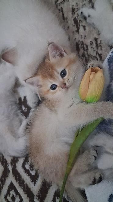 Qızıl şinşilla, Erkək, Dişi, Yaxşı əllərə, Ödənişli çatdırılma, Ünvandan götürmə — 2