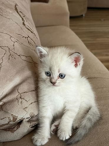 ev heyvanları: Ağ rəngli balaca pişik balası - Cins: Ev pişiyi (qısa tüklü tip) - — 6