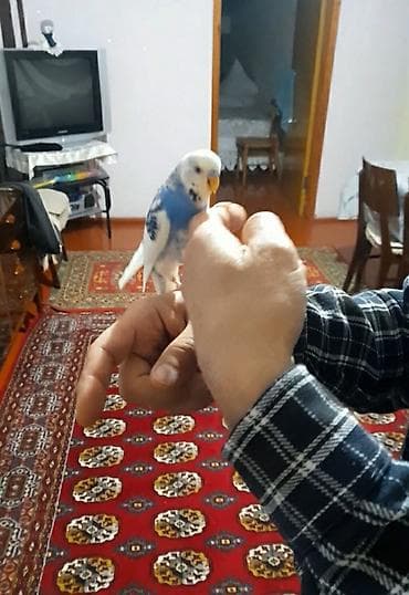 quslar haqqinda melumat: Ələ öyrəşmiş quşdu videoları var — 6