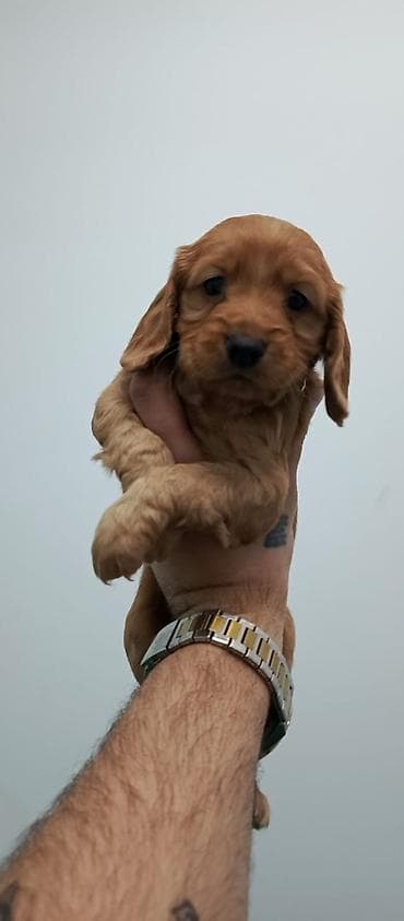 en ucuz itler: Koker spaniyel, 1 ay — 3