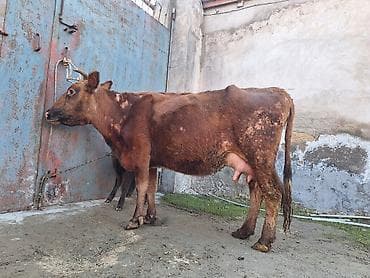 Yemlər: 14 litir süd verir 4 qarına doğub 10 gündü doğub balası dişdi — 5