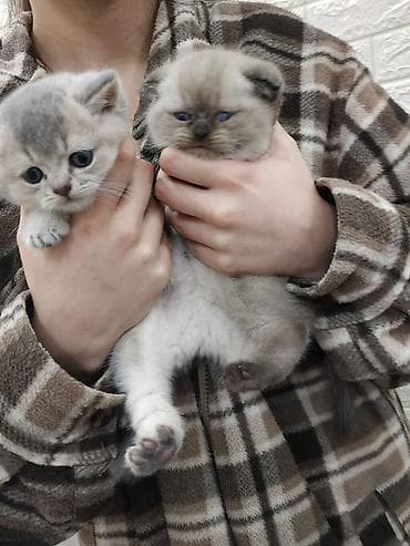 siam pişiyi: Britan — 1