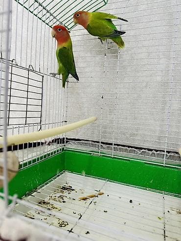 qoyun yemi: Sevimli “Lovebird” (Nerazlucnik) cütlüyü – tam dəst Məhsul tərkibi: - — 5