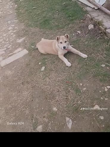 azerbaycan it adlari: 4 ay, Dişi — 2