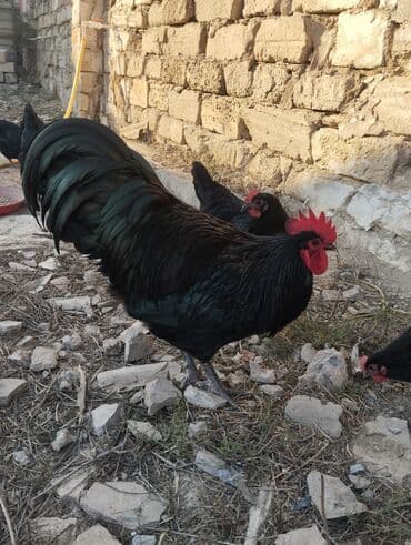 cins ineklerin satisi: Temiz qan avstrolop cuce ve yumurta satisi edilir.Sekilde gorduyunuz — 3