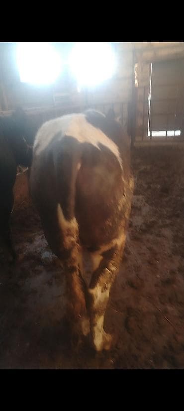 satdiq danalar: Salam aleykum kim isdese desin super kök 2 baş erkey danalarımız dı — 5