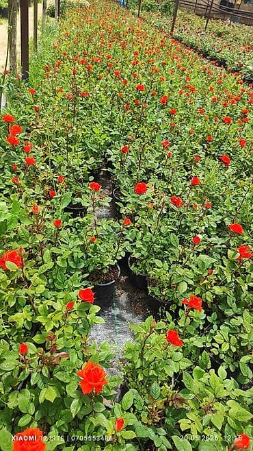 dibcek qablari: Qırmızı qızılgül (güllü dibçək bitkisi) - Növ: dekorativ qızılgül — 3
