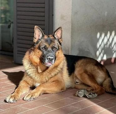 Gəmiricilər: Alman çoban iti, Erkek — 2